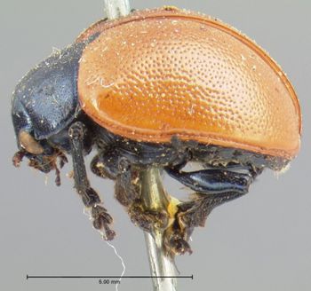Media type: image; Entomology 17300   Aspect: habitus lateral view